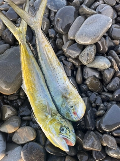 シイラの釣果