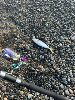 ショゴの釣果