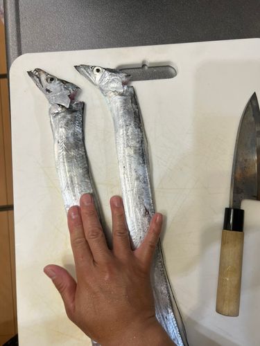 タチウオの釣果