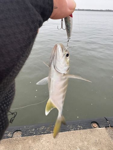 メッキの釣果