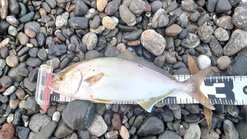 シオの釣果