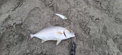 ショゴの釣果
