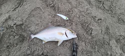 ショゴの釣果