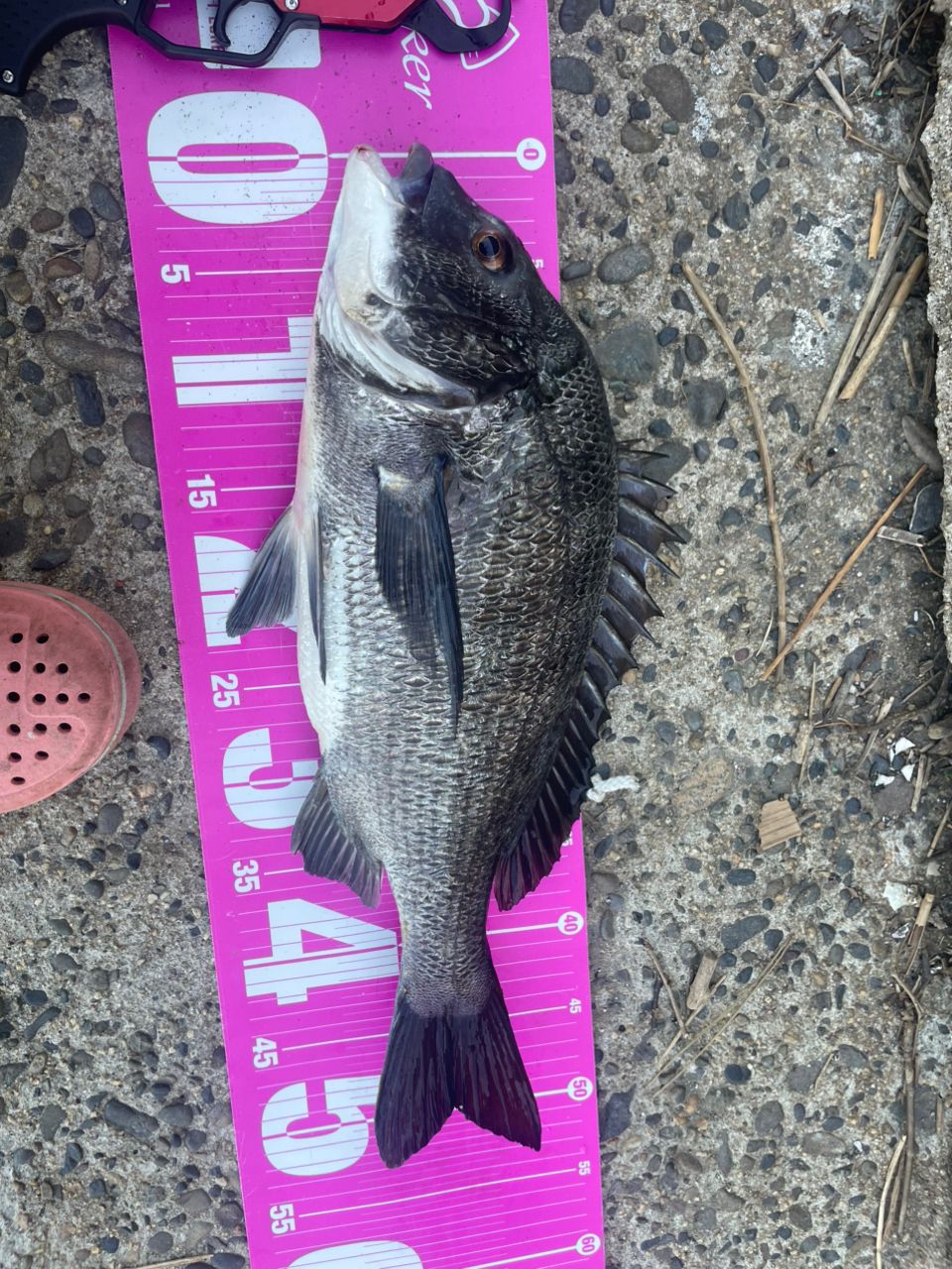 SHIMANO 19ヴァンキッシュ C3000MHGの最安値・インプレ・釣果