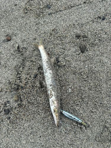 カマスの釣果