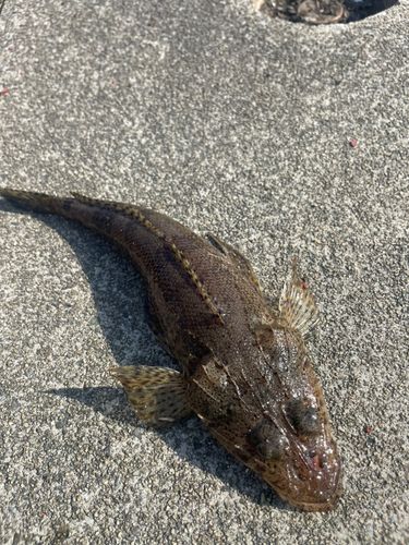 イネゴチの釣果