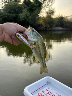 ラージマウスバスの釣果