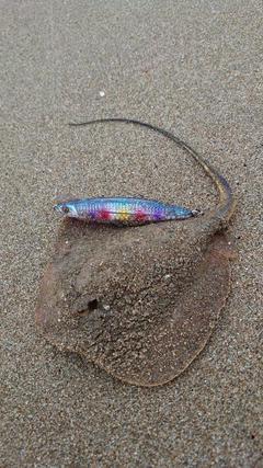 アカエイの釣果