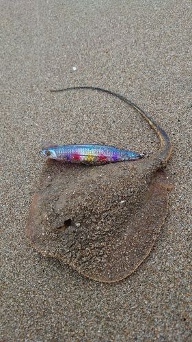 アカエイの釣果