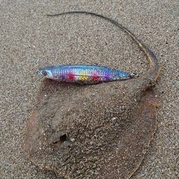 アカエイ