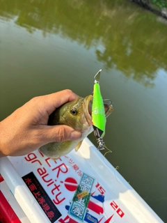 ラージマウスバスの釣果