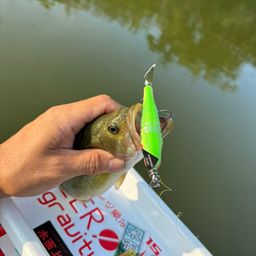 ラージマウスバス