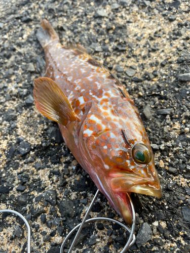 キジハタの釣果
