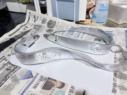 タチウオの釣果