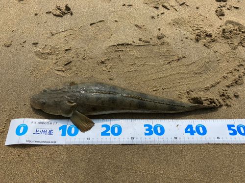 マゴチの釣果