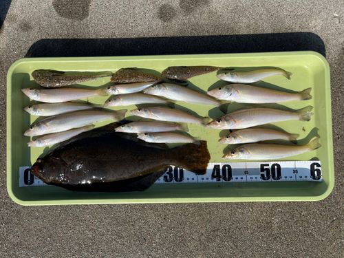 シロギスの釣果