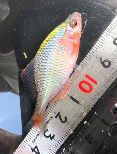 タイリクバラタナゴの釣果