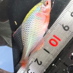 タイリクバラタナゴ