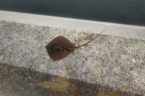 アカエイの釣果