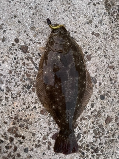 ヒラメの釣果