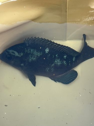 クロメジナの釣果