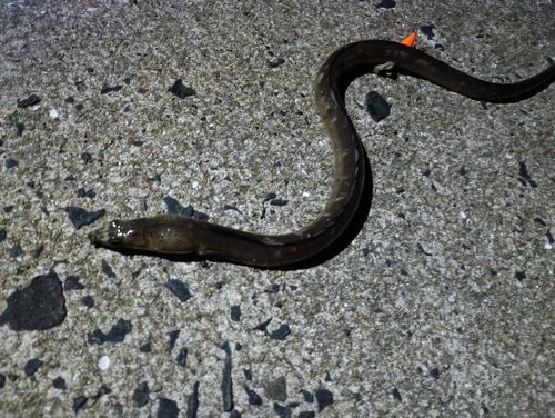 アカエイの釣果