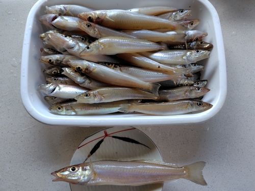 キスの釣果