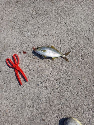 アカビラの釣果