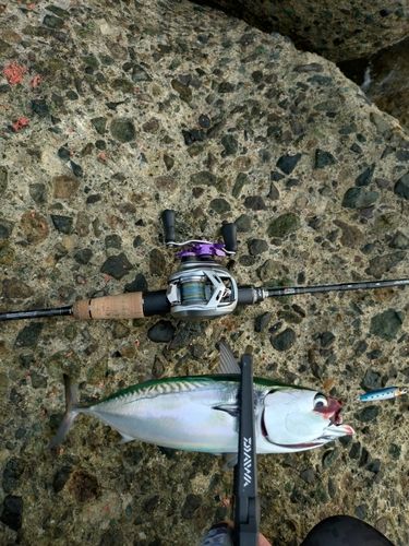 ソウダガツオの釣果