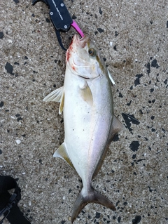 ネリゴの釣果