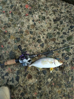 ショゴの釣果