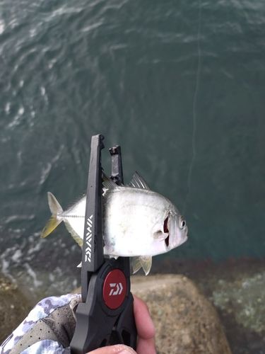 メッキの釣果