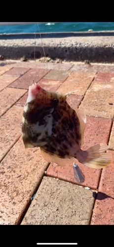 カワハギの釣果