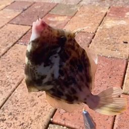 カワハギ