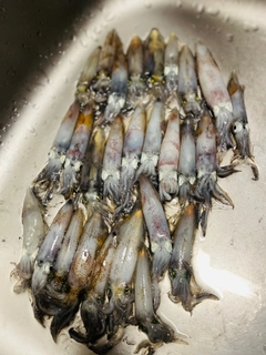 ヒイカの釣果