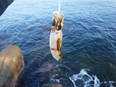 ツバスの釣果