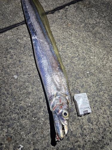 タチウオの釣果