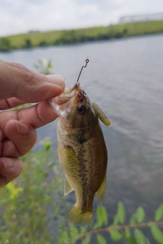ラージマウスバスの釣果
