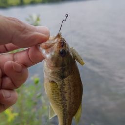 ラージマウスバス