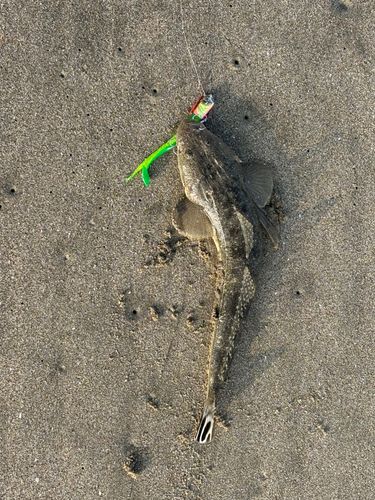 マゴチの釣果