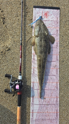 マゴチの釣果