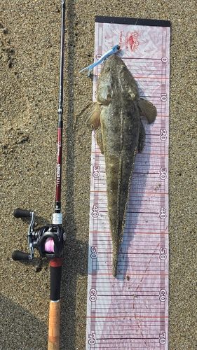 マゴチの釣果
