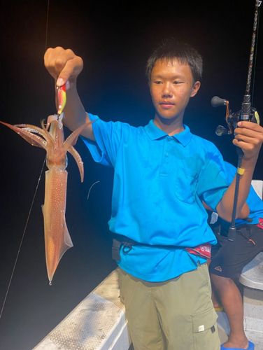 ケンサキイカの釣果