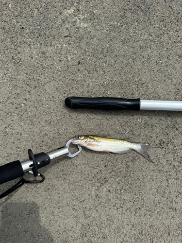 ナマズの釣果
