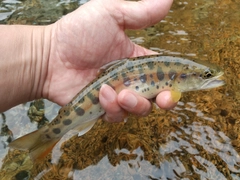 ヤマメの釣果