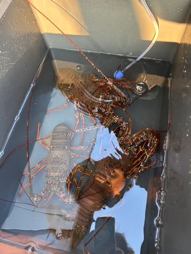 イセエビの釣果