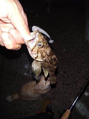 クロソイの釣果