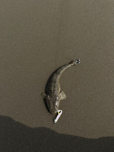マゴチの釣果