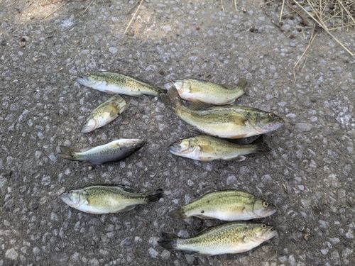ブラックバスの釣果
