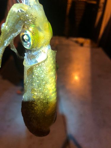 コウイカの釣果